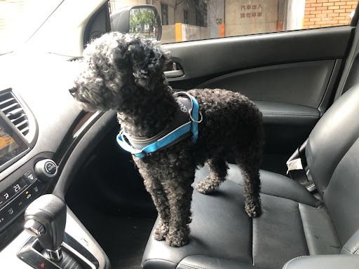 寵物本尊